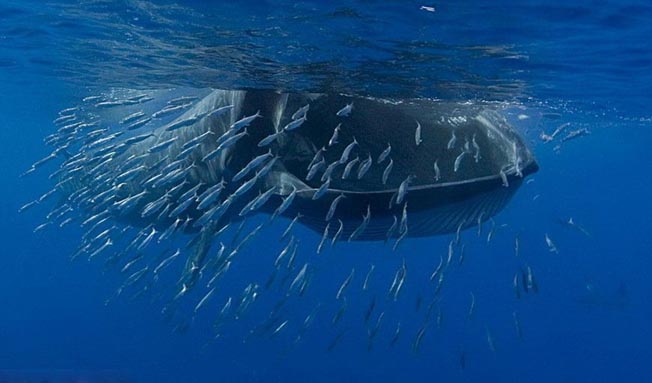巨鲸吞食鱼群场景
