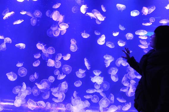 南京海底世界水母馆开放