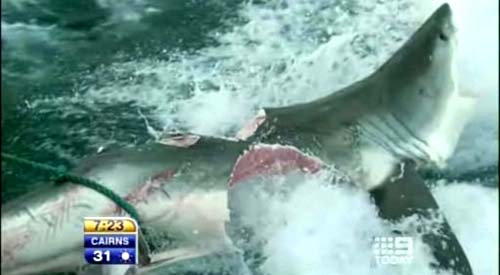 澳洲海域现几乎被撕咬成两半的大白鲨