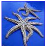 英国一渔民发现比普通五角海星多3条腿的八角海星