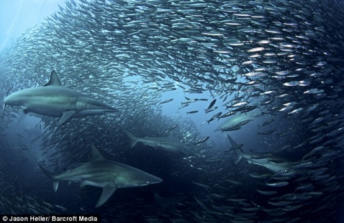 海豚和鲨鱼围攻沙丁鱼群