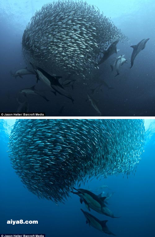 海豚和鲨鱼围攻沙丁鱼群