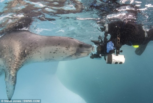 英国摄影师拍到海豹咧嘴大笑