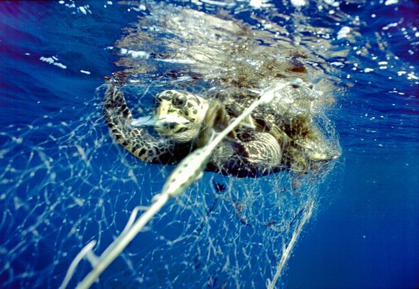 人类捕鱼行为导致大量海龟死亡