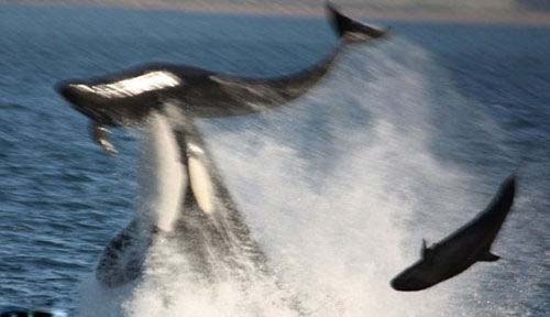 杀人鲸上演猎食秀:捕杀海豚