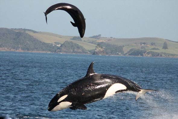 杀人鲸上演猎食秀:捕杀海豚
