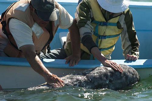 墨西哥沿海灰鲸与人类秀亲密