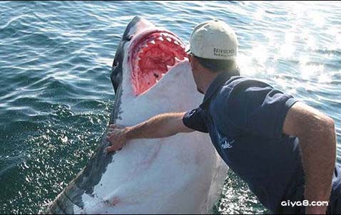澳大利亚科学家触摸大白鲨