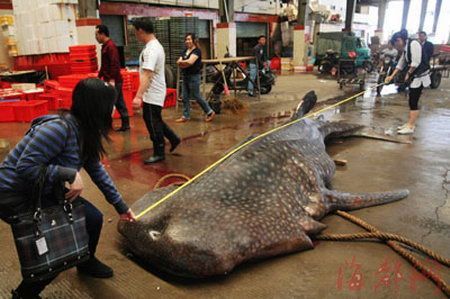 福建石狮渔民捕获2吨多重金钱鲨