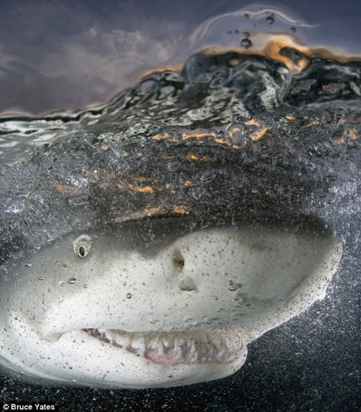 微笑鲨鱼--国际最佳自然摄影奖