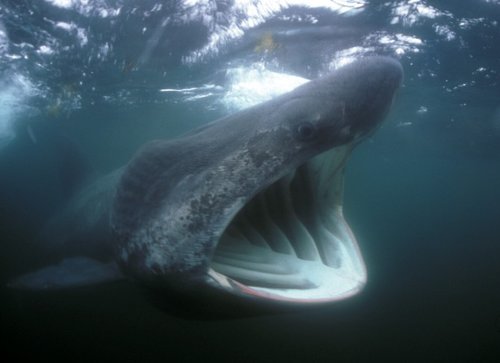 科学家发现失踪多年长近10米巨大鲨鱼