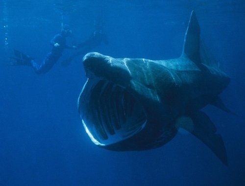 科学家发现失踪多年长近10米巨大鲨鱼