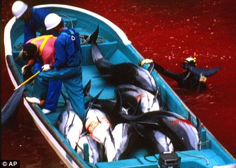 日本太地町渔民大规模砍杀海豚手段极其残忍