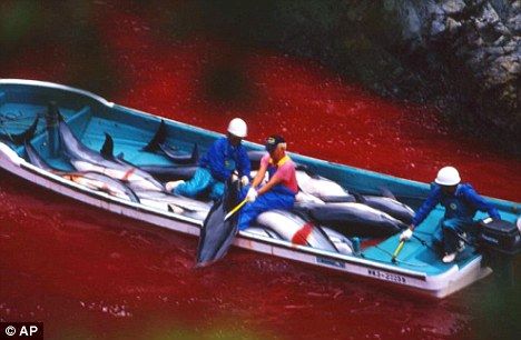 日本太地町渔民大规模砍杀海豚手段极其残忍