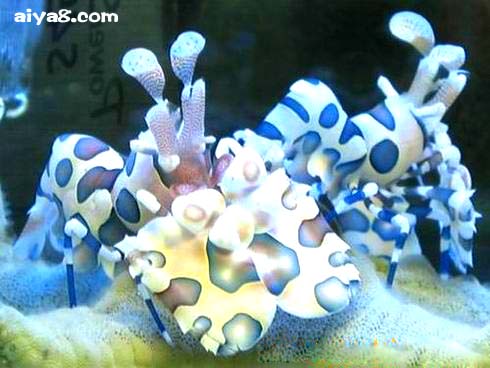 海星虾