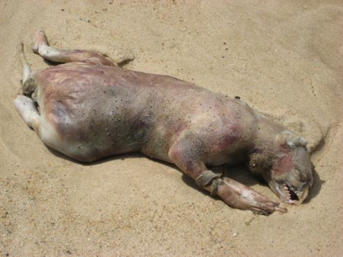 美国长岛发现神秘动物尸体