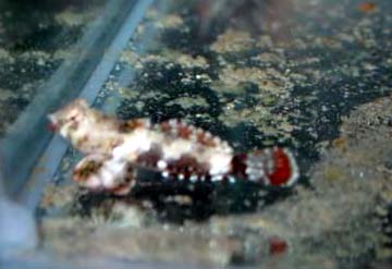 红青蛙海水鱼
