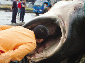 鱼民捕到重达20余吨的金钱鲨