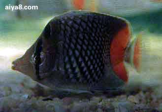 海水鱼-红尾蝶