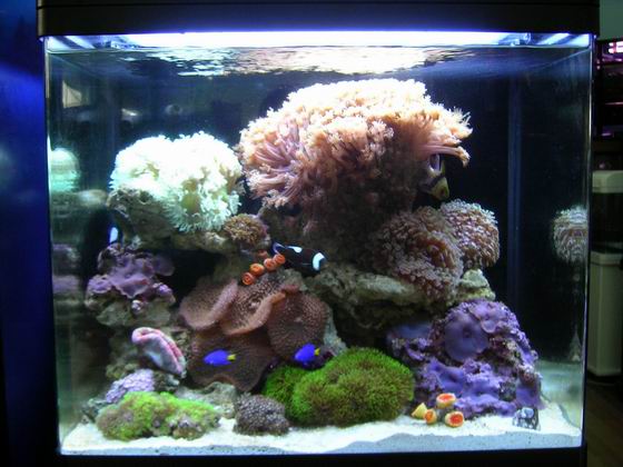 海水缸珊瑚礁建立步骤