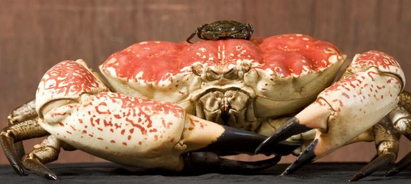 巨型帝王蟹 每只蟹肉达18斤