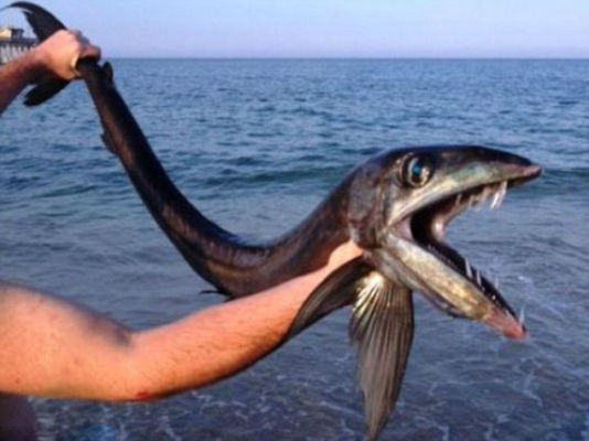美国海滩现深海怪鱼：嘴长獠牙有食人倾向