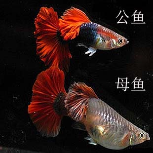 红尾礼服孔雀鱼