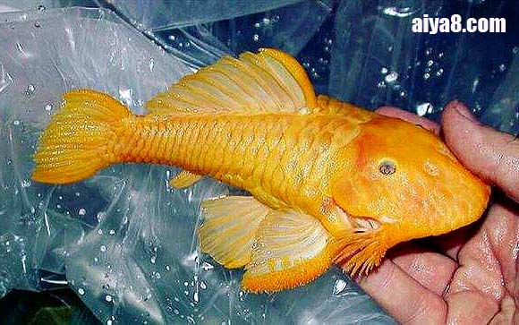 24k黄金达摩异型鱼怎么养