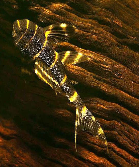 金线黑斑马异型鱼怎么养