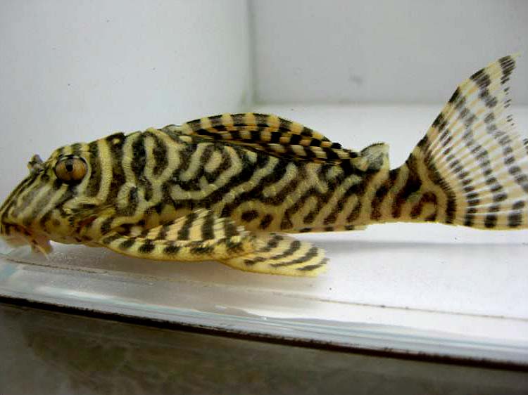 黄金斑马异型鱼怎么养