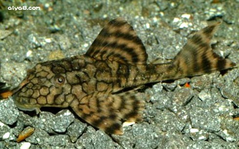 蛇皮异型鱼图片