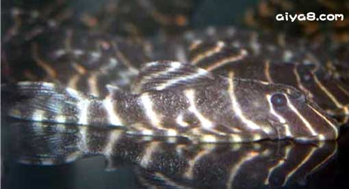 金线黑斑马异型鱼