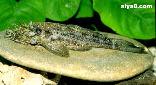 亚马逊大胡子异型鱼