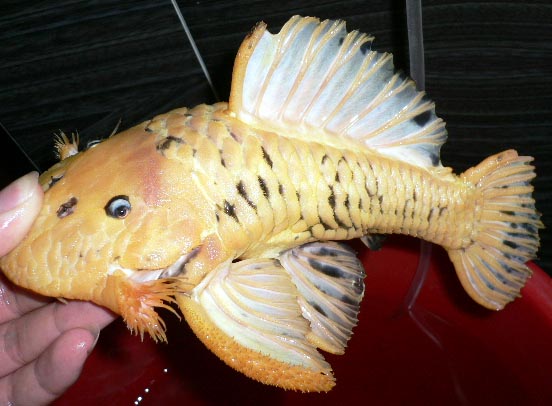 黄金达摩异形鱼相当危猛