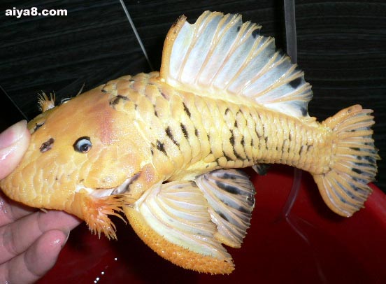 黄金达摩威武异形鱼