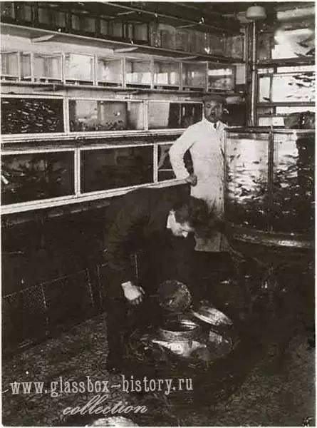 你不知道的鱼缸历史，揭秘世界上第一家水族店！