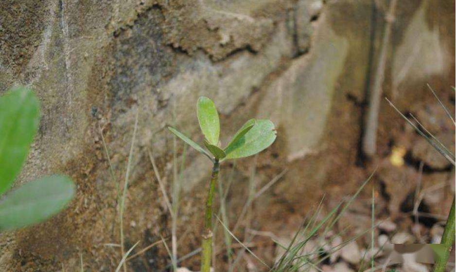 2013，探访国产原生椒草精品—Cryptocoryne crispatula var planifolia