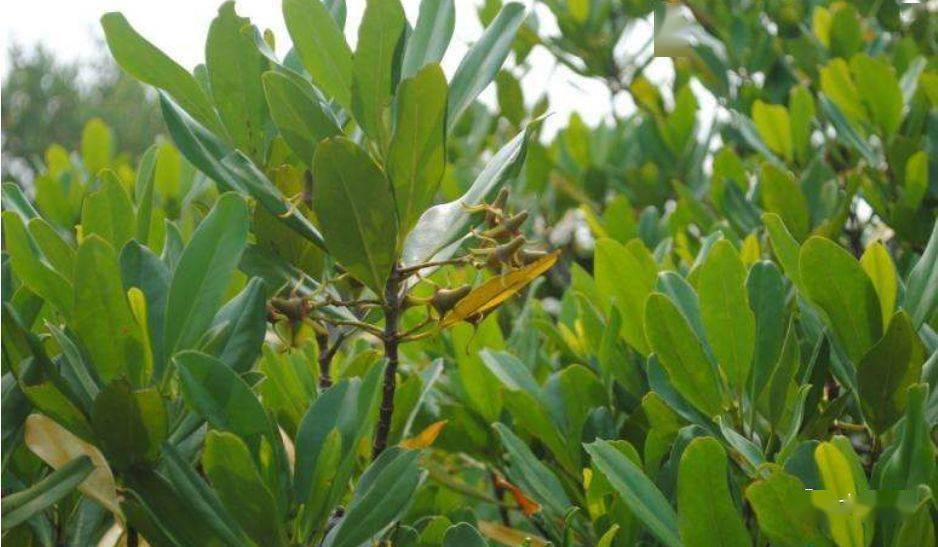 2013，探访国产原生椒草精品—Cryptocoryne crispatula var planifolia