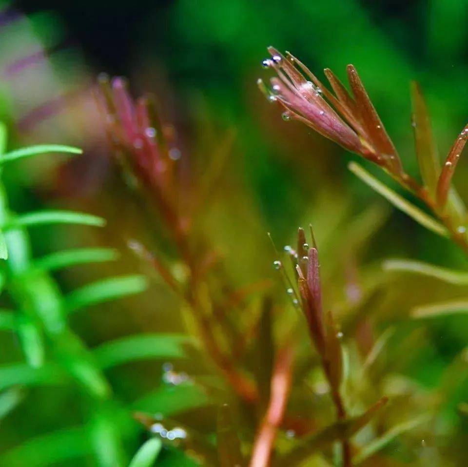 不用很复杂，我只追求这种极简的草缸！