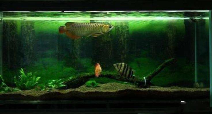 基础理论学习——鱼缸生态系统的建立和维护