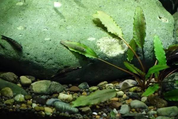 [水草造景] 原生态草缸，肯定有你没见过的小鱼！