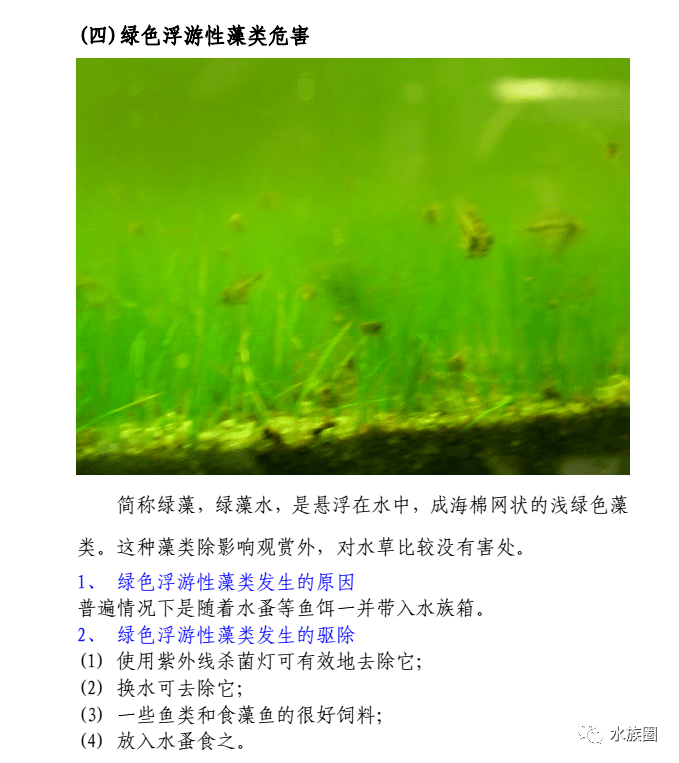常见藻类和应对方法。