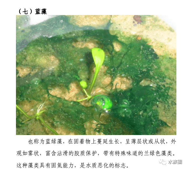 常见藻类和应对方法。