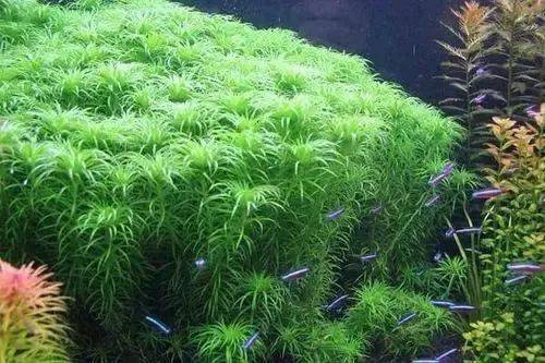 有茎水草类几种种植方法
