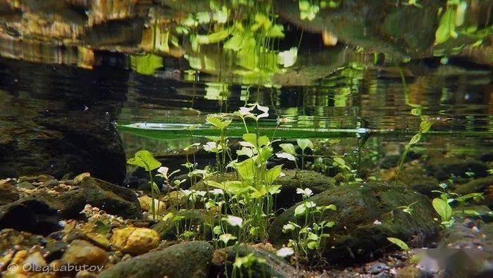 水族行业常见数十种景观风格近些年发展变化。至今最全没有之一！|【水族圈低调分享】