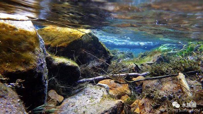 水族行业常见数十种景观风格近些年发展变化。至今最全没有之一！|【水族圈低调分享】