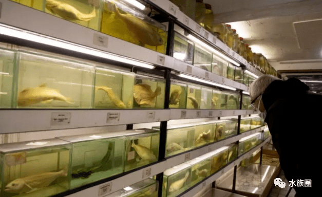走进土耳其鱼类博物馆，“鱼”你一起穿越时空