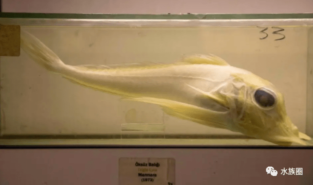 走进土耳其鱼类博物馆，“鱼”你一起穿越时空