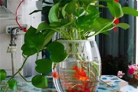 鱼缸水不要倒掉了，留下来去养花，比常见的花肥都要厉害，戳最底部了解鱼菜共生！