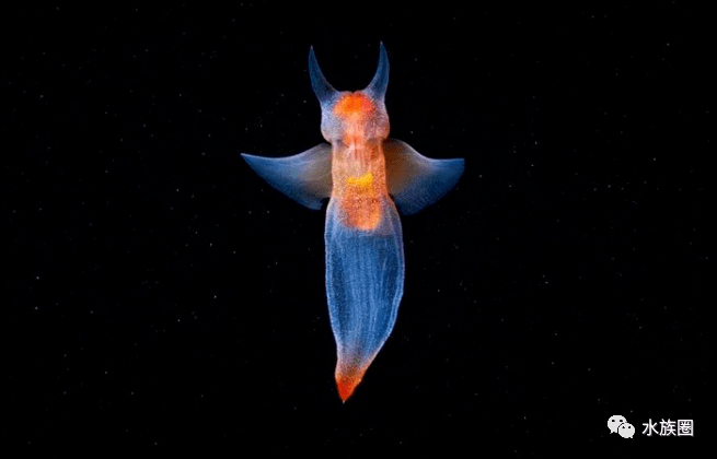 Alexander Semenov镜头下的海洋生物，你不曾经过的海底世界。